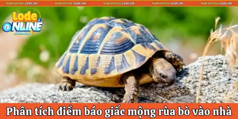 Phân tích điềm báo giấc mộng rùa bò vào nhà